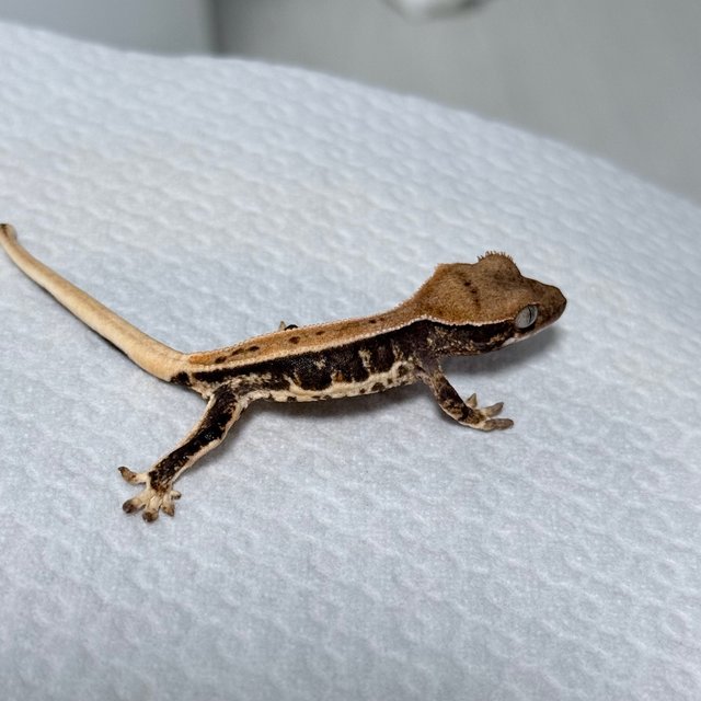 릴리100%헷아잔틱