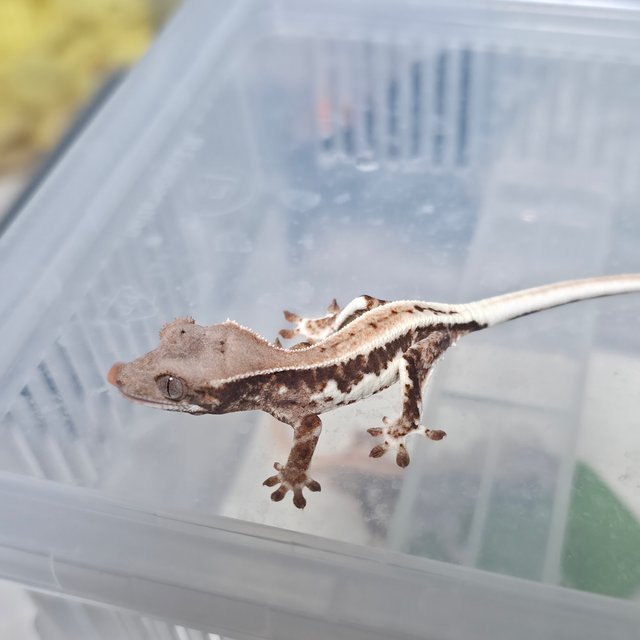 프라푸치노 100%헷아잔틱