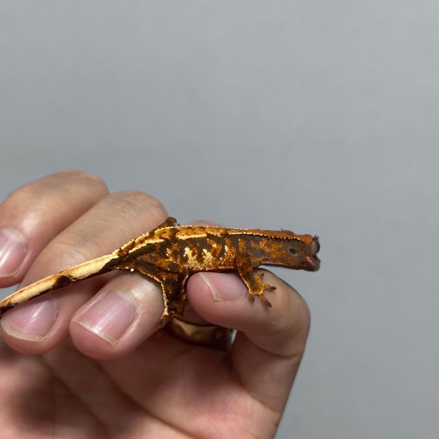 트라이 바브 익스트림할리퀸 텐저린