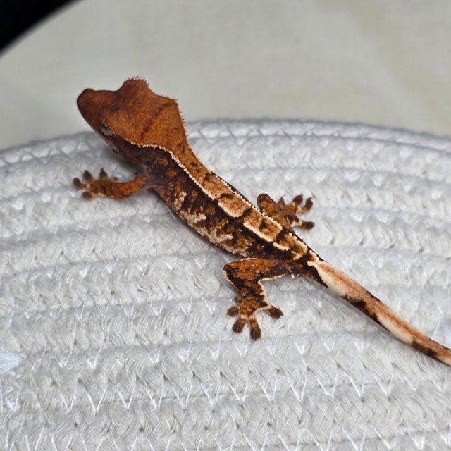 텐저린 트라이 익스트림할리퀸