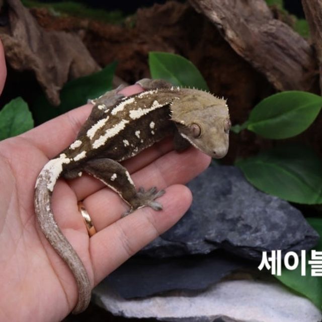 세이블