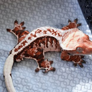 마르코