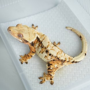 샤벨리