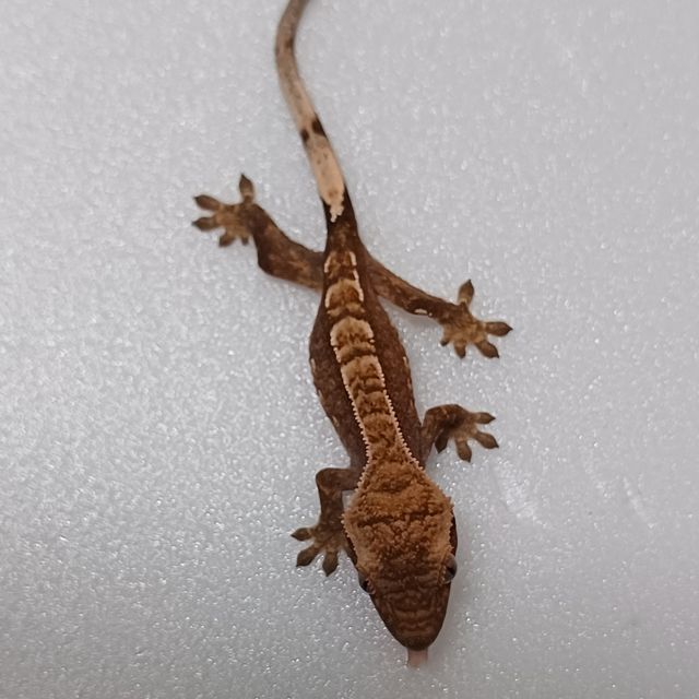 할리퀸