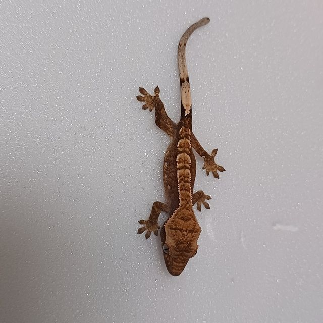 할리퀸