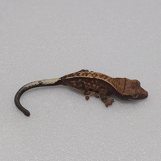 카푸치노