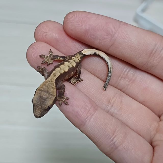 노멀