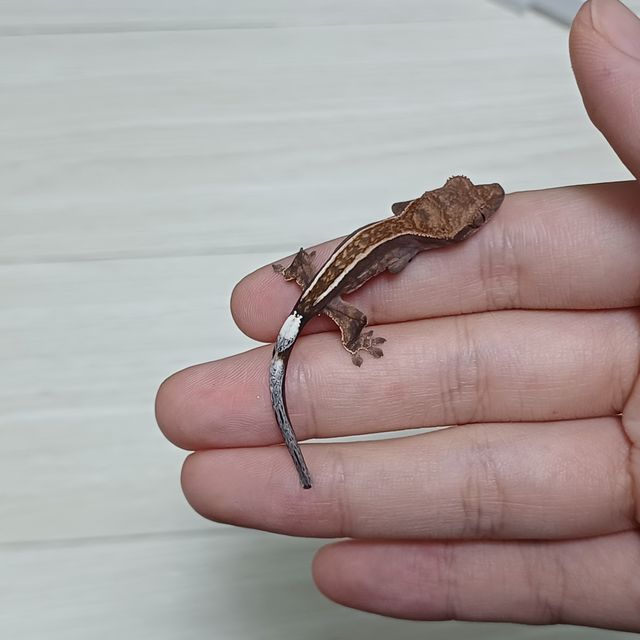 카푸치노