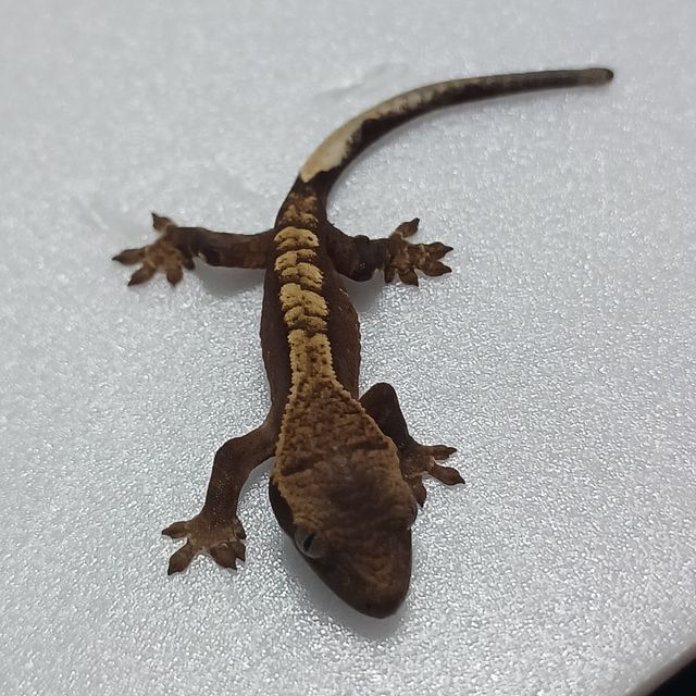 노멀