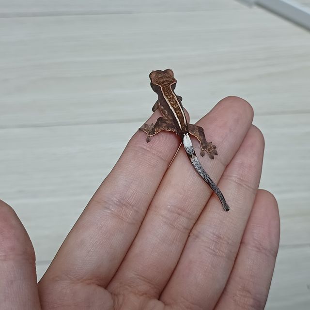 카푸치노