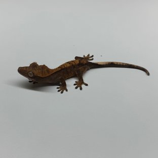 챠콜 할리퀸