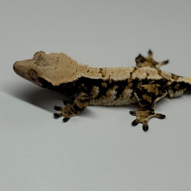 트라이 익스트림할리퀸