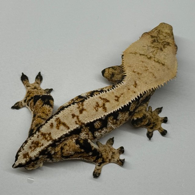 트라이 익스트림할리퀸