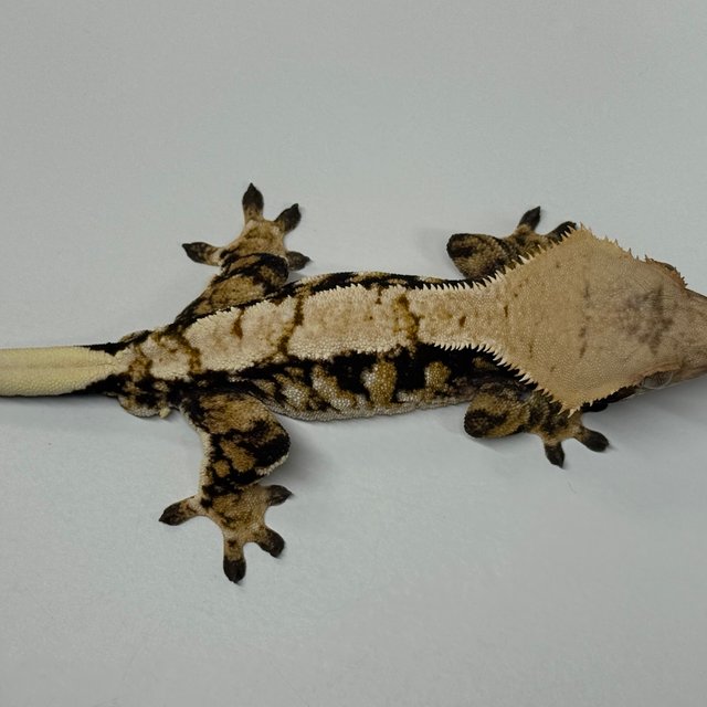 트라이 익스트림할리퀸