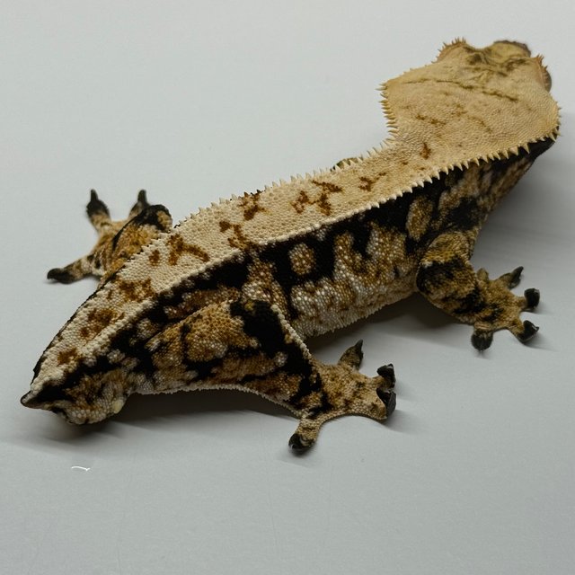 트라이 익스트림할리퀸