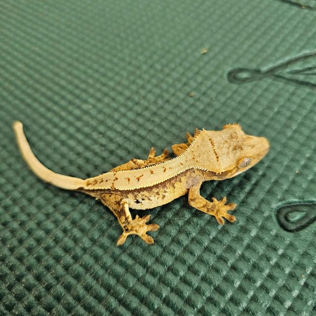 트라이