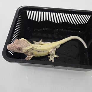 프라푸치노