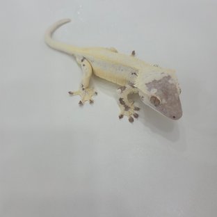 프라푸치노