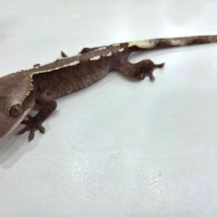 아잔틱