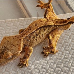 노멀 트라이 쿼드 핀스트라이프