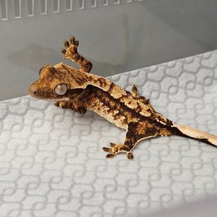 노멀 트라이 쿼드 텐저린