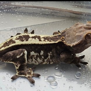 카푸치노 쿼드 핀스트라이프