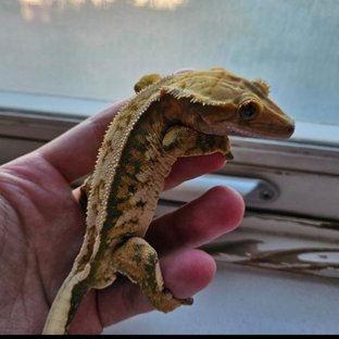 노멀 트라이 쿼드 텐저린