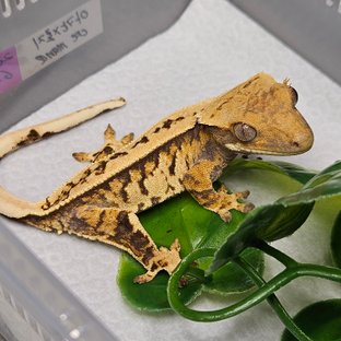 노멀 트라이 핀스트라이프