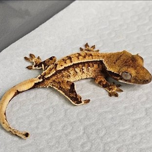 노멀 트라이 화이트스팟