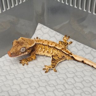 노멀 트라이 텐저린