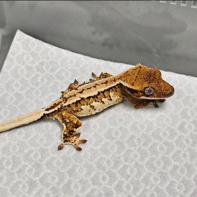 노멀 트라이 쿼드 화이트핀 핀스트라이프