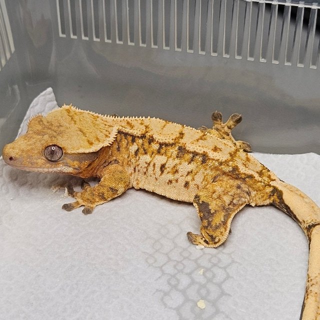 노멀 트라이 텐저린