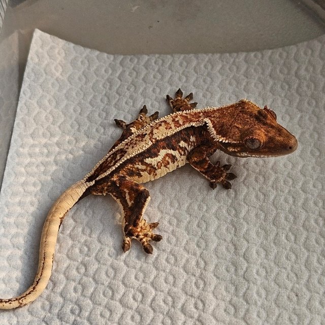 노멀 트라이 텐저린 핀스트라이프 쿼드 화이트핀