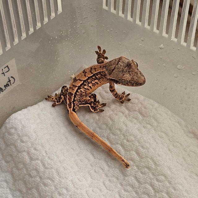 노멀 트라이 쿼드 텐저린