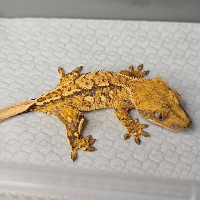 노멀 트라이 쿼드 텐저린