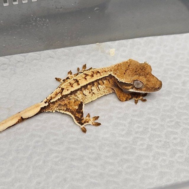 노멀 트라이 화이트스팟 핀스트라이프