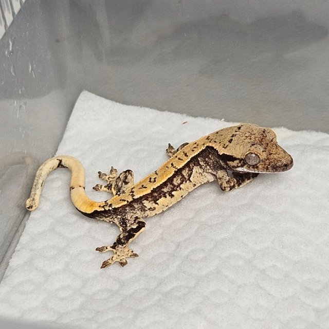 노멀 트라이 쿼드 핀스트라이프 화이트핀