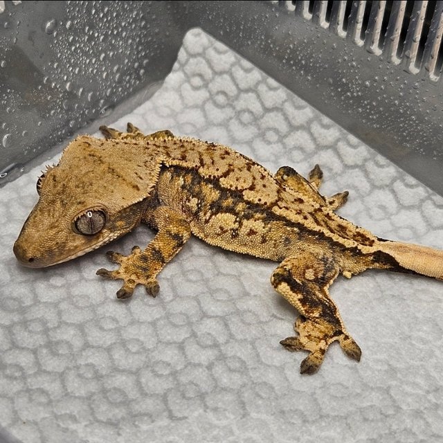 노멀 트라이 쿼드 텐저린