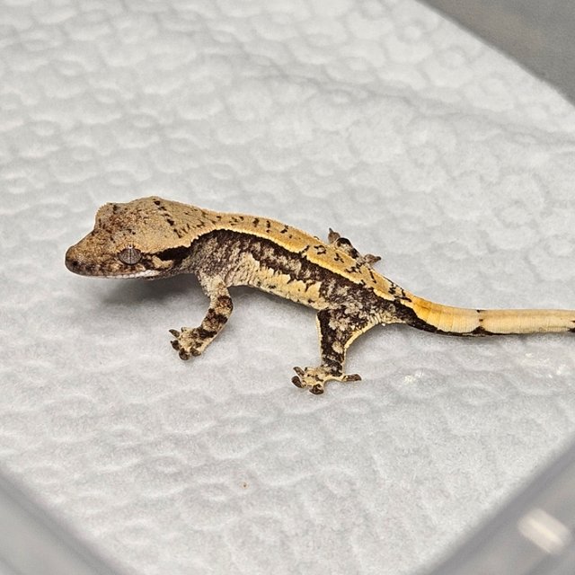 노멀 트라이 쿼드 핀스트라이프 화이트핀