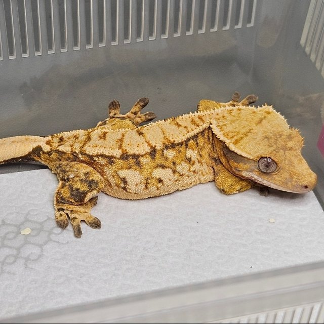 노멀 트라이 텐저린