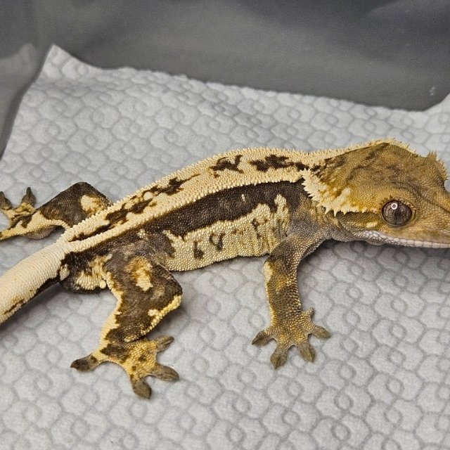 노멀 트라이 풀핀 핀스트라이프 쿼드