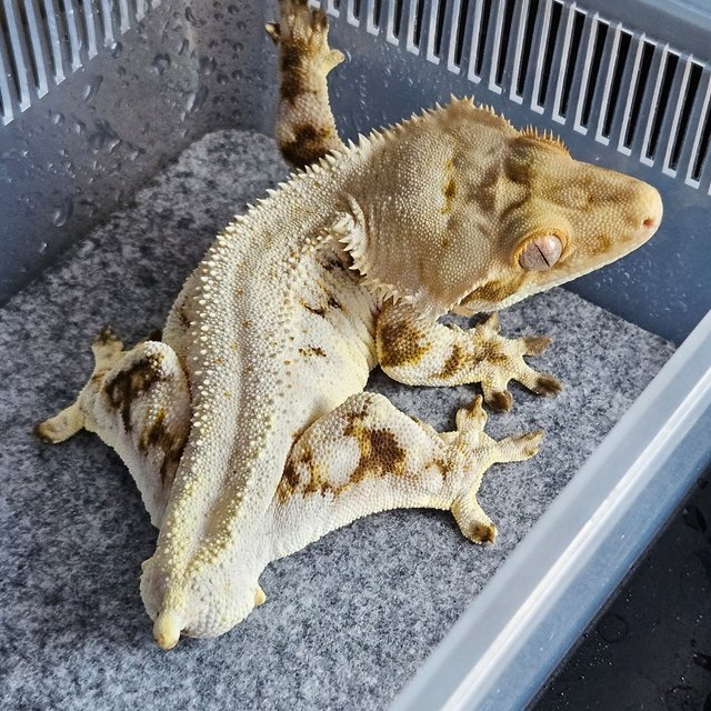 핀스트라이프 드리피 릴리화이트