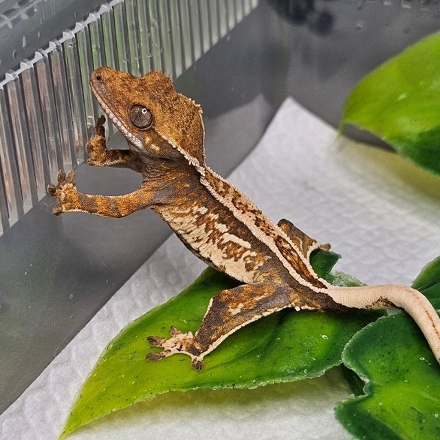 노멀 트라이 텐저린 핀스트라이프 쿼드 화이트핀