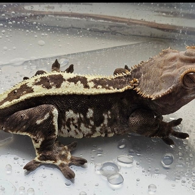 카푸치노 쿼드 핀스트라이프