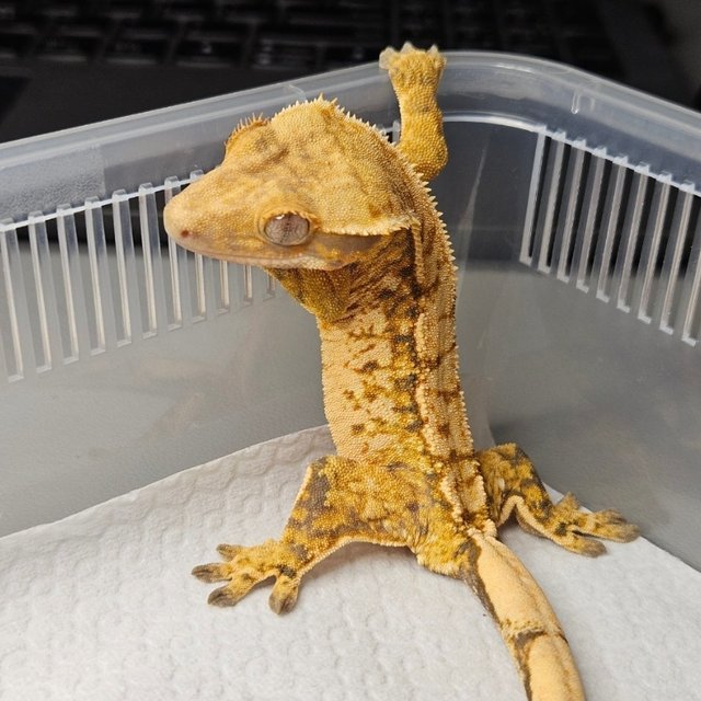 노멀 트라이 텐저린