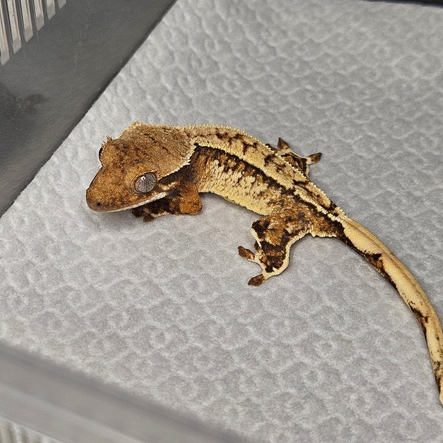 노멀 트라이 화이트핀 화이트스팟