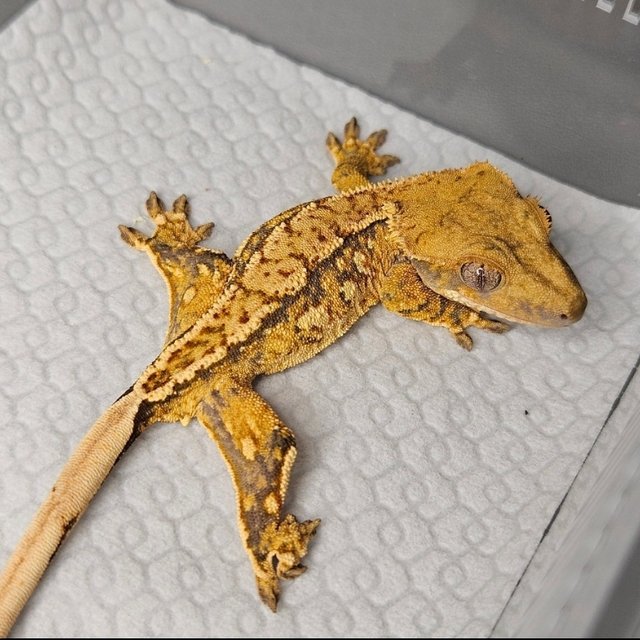 노멀 트라이 쿼드 텐저린