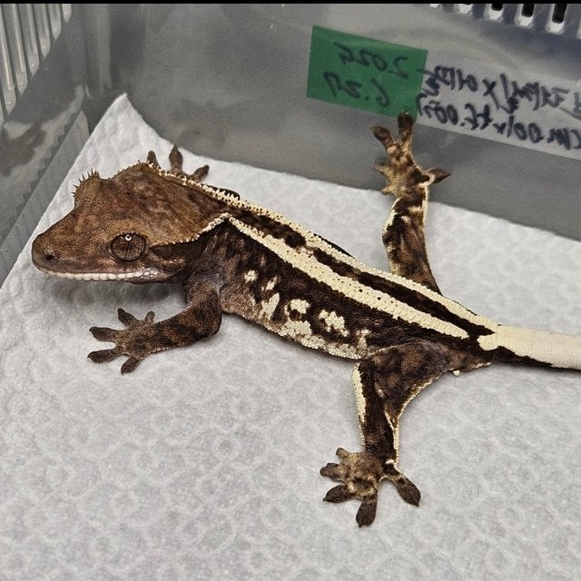 카푸치노 핀스트라이프 쿼드