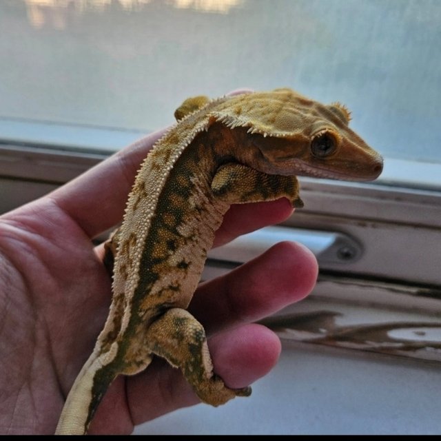 노멀 트라이 쿼드 텐저린