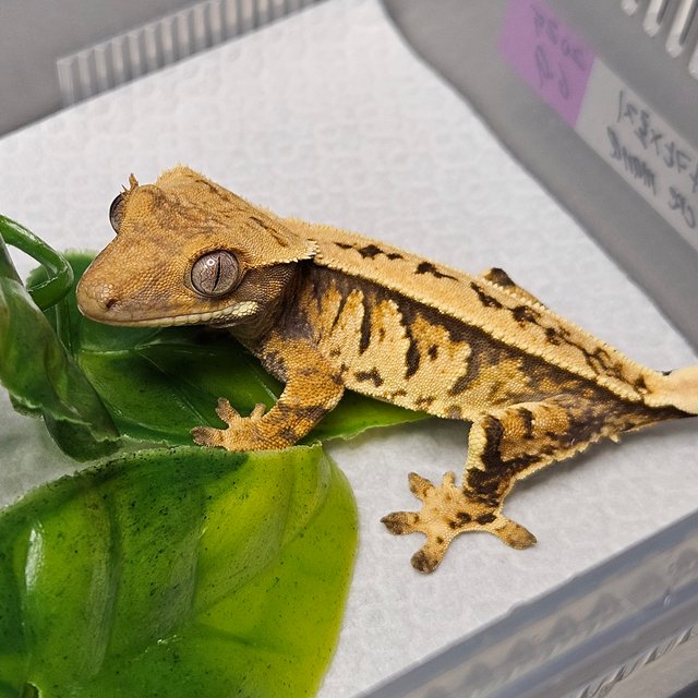 노멀 트라이 핀스트라이프